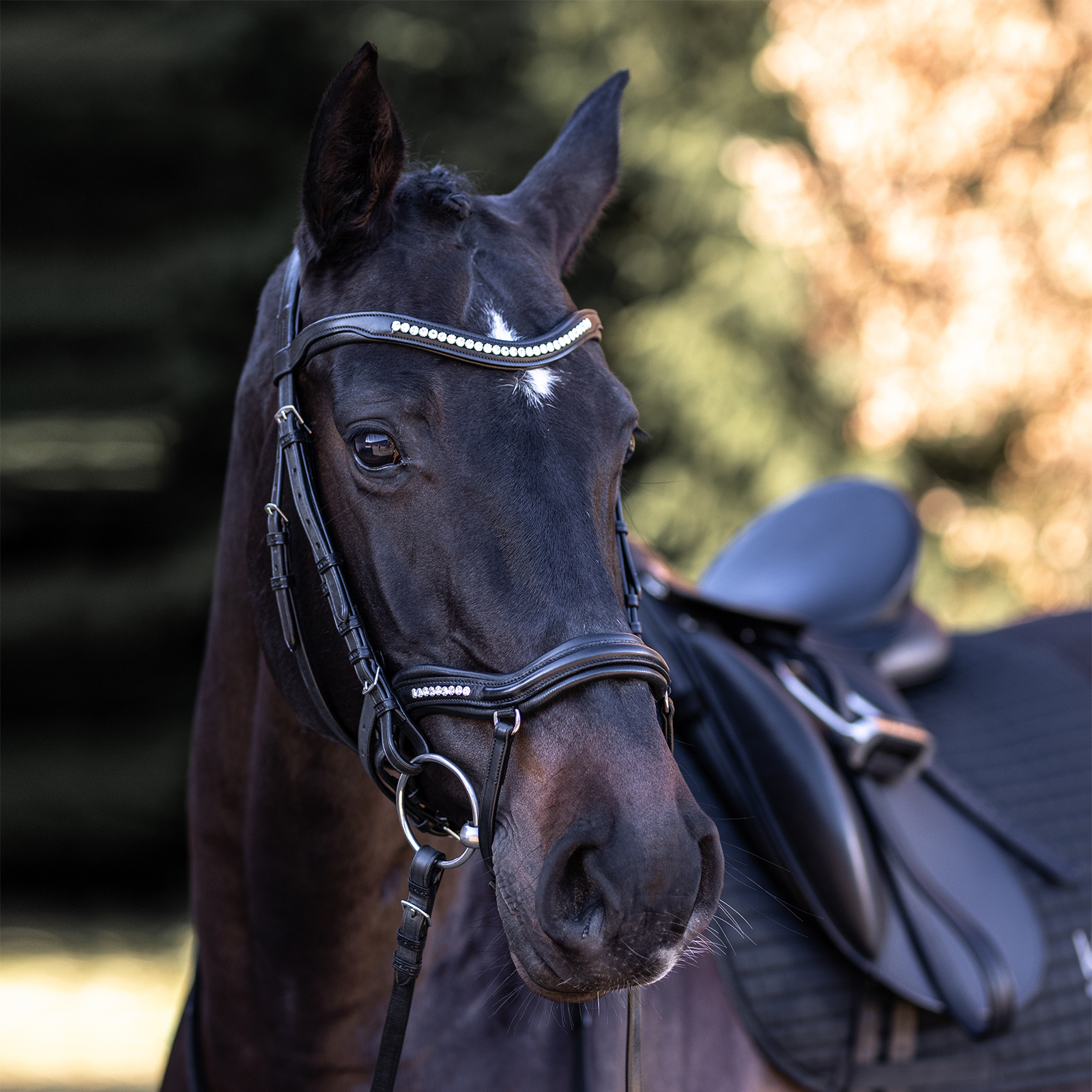 589-kieffer-ultrasoft-luna-horse-1