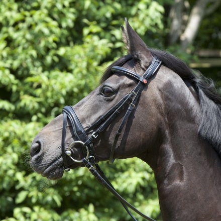 Kieffer Trense Perseus Vollblut SALE